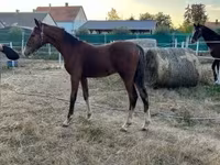 Hing, Dutch warmblood horse — 8. fotó