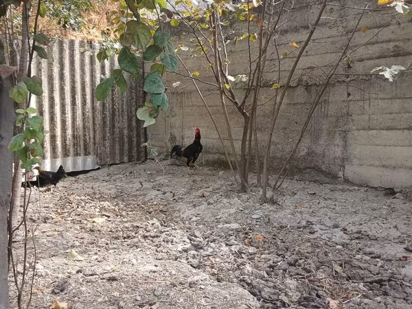 Chickens