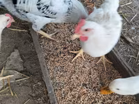 Chickens — Foto 1