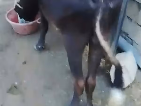 بقرة, الماشية