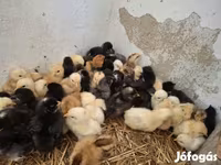 Chickens — Foto 3