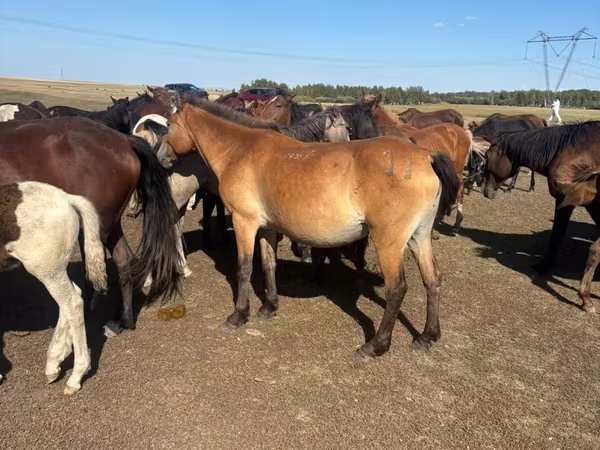 Бие, Horse breed
