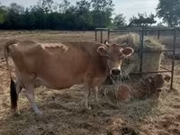 母牛, Jersey breed — 照片 3
