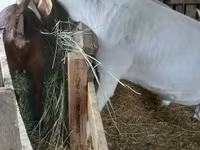 Bak, Boer goat — 4. fotó