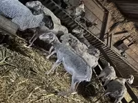 母羊, Sheep — 照片 2