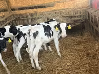 Bulle, Russian Black pied cattle — Foto 6