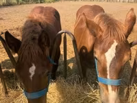 Caballo, Hungarian horse breed — foto 2