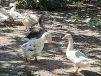 Geese — photo 5