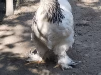 Chickens — zdjęcie 4