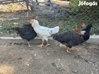 Ameraucana — 5. fotó