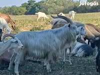 Kozioł, Kozy — zdjęcie 1