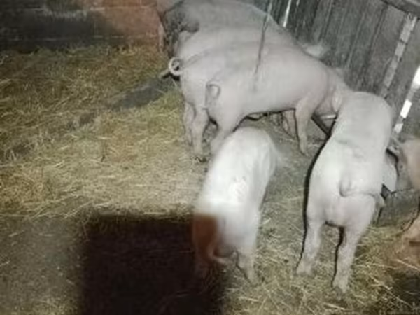 Pigs (batch, sex not specified), Pigs — Hungary