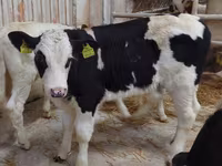 公牛, Simmental cattle — 照片 4