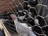 Turkeys — फ़ोटो 1