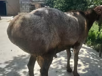 Carneiro, Arashan sheep — foto 4
