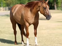 Kanca, Quarter Horse — 5. fotó