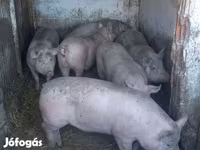 Süldőanya, Sertések — 4. fotó