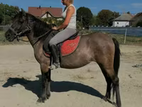 Mare, Polish pony — photo 3