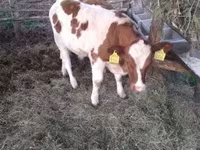 Bull, Simmental cattle — photo 2