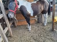 Égua, Cavalos — foto 4