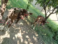 Tehén, Red Estonian cattle — 2. fotó
