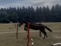 Mare, Horses — photo 1