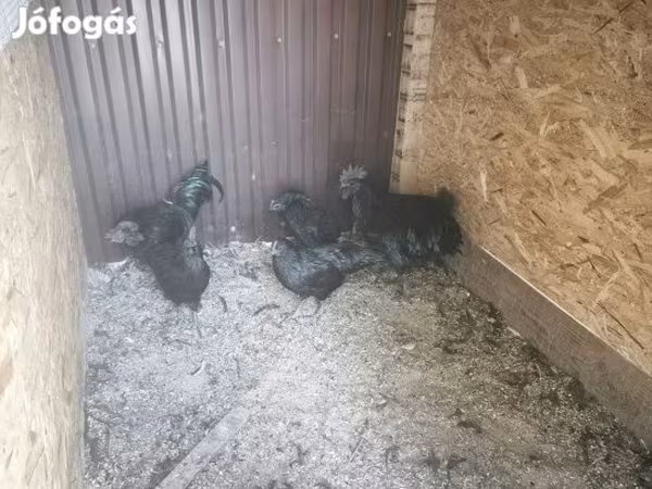 Аям чемани