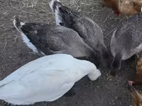 Geese — foto 1