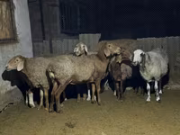 Ovelha, Arashan sheep — foto 1