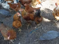 Chickens — foto 3