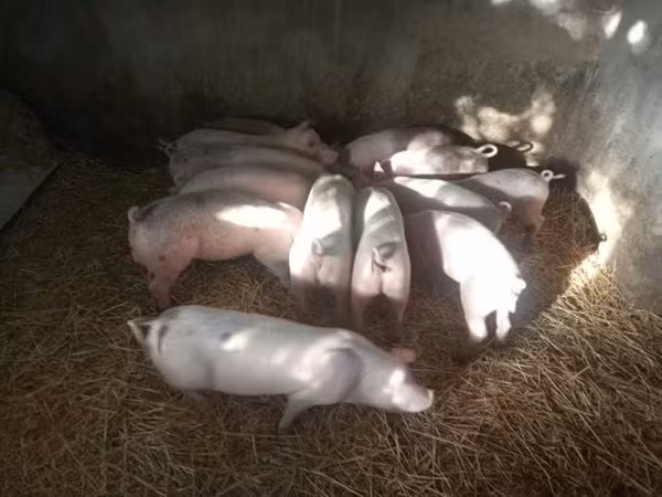 母猪, Pigs
