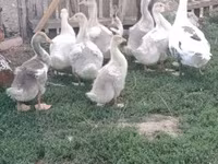 Geese — 照片 1