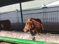 Cattle (batch, sex not specified), Cattle — photo 4