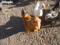 Chickens — الصورة 3