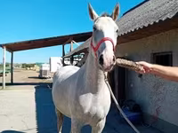 घोड़ा, Lipizzaner — फ़ोटो 4
