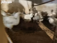 Turkeys — الصورة 1