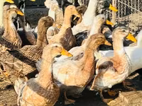 Ducks — 2. fotó