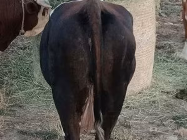 بقرة, البنية اللاتفية