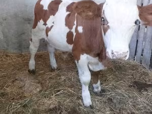 Bulle, Simmental cattle — Ungarn