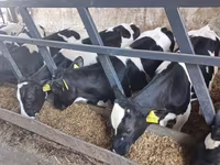 Toro, Russian Black pied cattle — foto 7