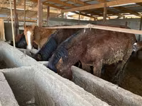 Yegua, Caballos — foto 4