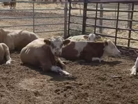 ثور, Simmental cattle — الصورة 2