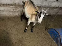 Chèvre, Saanen goat — photo 8