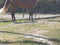 Cheval, Chevaux — photo 2