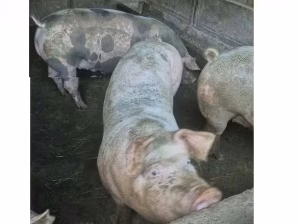 Süldőanya, Sertések — Magyarország