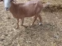 公山羊, Goats — 照片 1