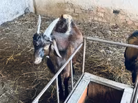 Billy Goat, Nubian Goat — photo 5