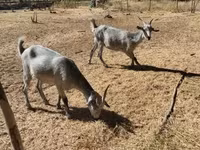Nőstény kecske, Nubian Goat — 5. fotó