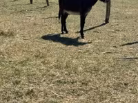 公马, Kerry Bog Pony — 照片 2