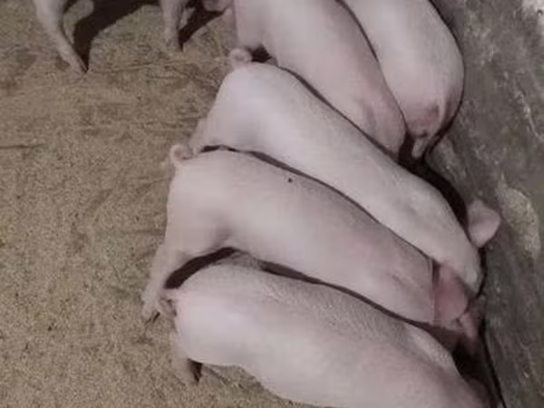 Pigs (batch, sex not specified), Крупная белая